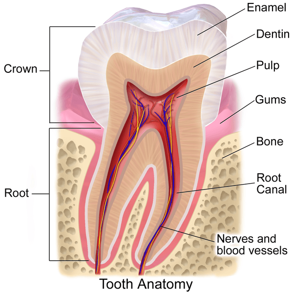 what-are-teeth-made-of-cancun-cosmetic-dentistry-answers